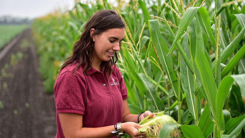 Student standing in a corn field peeling back a cob of corn