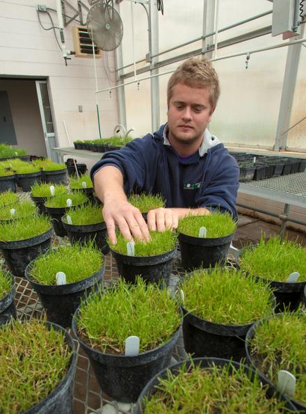 Student working with plants in the Bergland Laboratory greenhouse