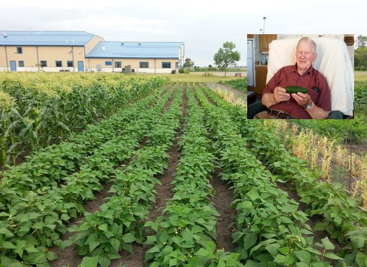 Rows of produce growing and a subset pic of Allen Pedersen with a cucumber sitting in his chair